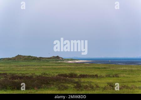 Salzmarschen an der Küste, Kalfamer, Waddenmeer, Niedersächsischer Waddenmeer-Nationalpark, Juiseninsel, Ostfriesien, Niedersachsen, Deutschland, Europa Stockfoto