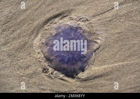 Blaue Qualle (Cyanea lamarckii) an einem Sandstrand, Niedersächsisches Wattenmeer, Juiseninsel, Ostfriesien, Niedersachsen, Deutschland, Europa Stockfoto