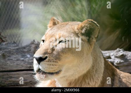 Die Löwin ruht in der Sonne Stockfoto