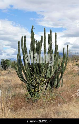 Mexikanischer Riesenkardon (Pachycereus pringlei) und Elefantenbaum (Bursera microphylla), Sierra de la Giganta, Oaxaca, Mexiko, Mittelamerika Stockfoto