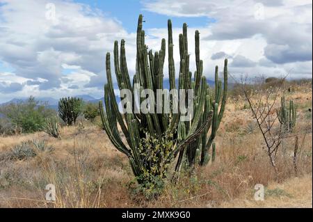 Mexikanischer Riesenkardon (Pachycereus pringlei) und Elefantenbaum (Bursera microphylla), Sierra de la Giganta, Oaxaca, Mexiko, Mittelamerika Stockfoto