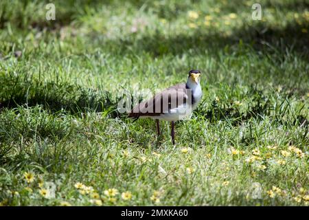 Der maskierte Lapwing hat eine gelbe Maske mit schwarzer Oberseite des Kopfes, weißer Brust und braunen Flügeln Stockfoto