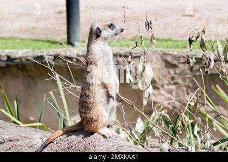 Erdmännchen sind extrem süß, mit buschigem, braun gestreiftem Fell, einem kleinen, spitzen Gesicht, Und große Augen umgeben von dunklen Flecken. Stockfoto