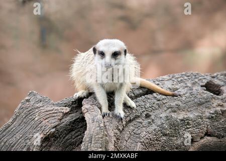 Erdmännchen sind extrem süß, mit buschigem, braun gestreiftem Fell, einem kleinen, spitzen Gesicht, Und große Augen umgeben von dunklen Flecken. Stockfoto