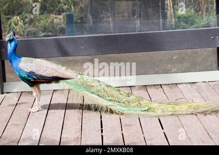 Der männliche Pfau hat einen blauen Kopf und Hals und einen sehr langen bunten Schwanz Stockfoto