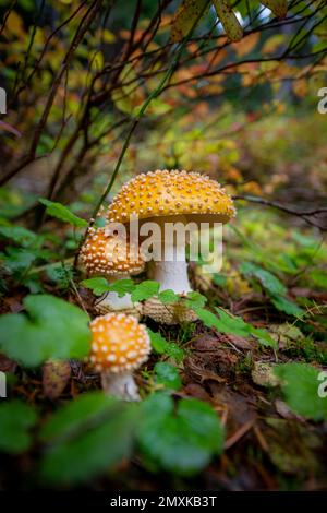 Fly Agarics (Amanita muscaria), auf Waldboden, Kanada, Nordamerika Stockfoto