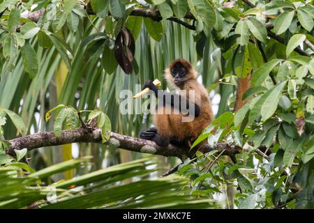 Geoffroys Spinnenaffe (Ateles geoffroyi), die in einem Baum sitzt und isst, Tortuguero-Nationalpark, Provinz Limon, Costa Rica, Mittelamerika Stockfoto