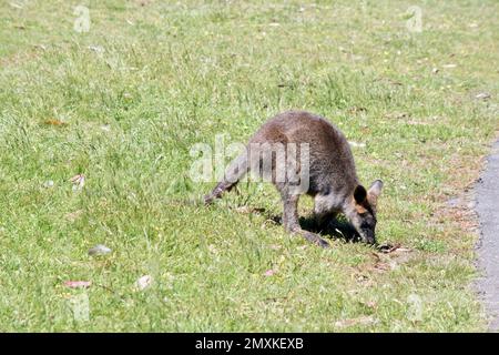 Das Sumpfwallaby joey ist ein mittelgroßes Wallaby mit einem grauen und braunen Körper und einem langen Schwanz Stockfoto