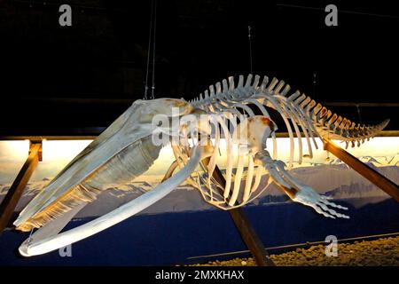 Skelett eines Zwergwals, Killerwal, Walmuseum von Húsavík, Island, Europa Stockfoto