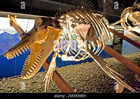 Skelett eines Killerwals, Walmuseum von Húsavík, Island, Europa Stockfoto