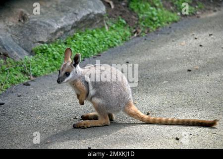 Das ist ein junges, gelbes Felswallaby Stockfoto