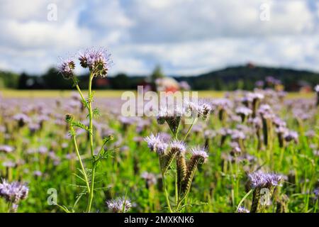 Feld der Lacy-Phacelia, Phacelia tanacetifolia, mit Fokus auf Blumen im Vordergrund des Bildes. Lacy Phacelia wird häufig als Bienenpflanze oder Deckkultur verwendet. Stockfoto