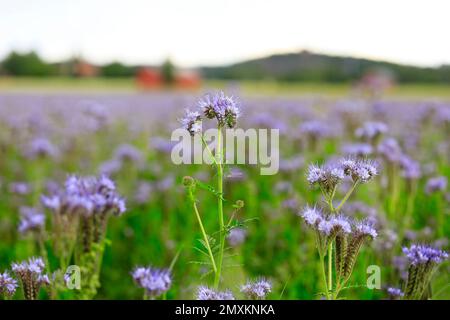 Feld der Lacy-Phacelia, Phacelia tanacetifolia, mit Fokus auf Blumen im Vordergrund des Bildes. Lacy Phacelia wird häufig als Bienenpflanze oder Deckkultur verwendet. Stockfoto