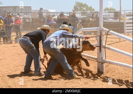 Das Bronco Branding ist ein zeitlich begrenztes Ereignis, bei dem ein Fänger ein Kalb in eine Rindermeute einwickelt und zu einem Branding-Posten führt, wo die Teammitglieder es sichern und markieren. Stockfoto