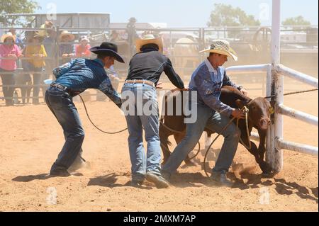 Das Bronco Branding ist ein zeitlich begrenztes Ereignis, bei dem ein Fänger ein Kalb in eine Rindermeute einwickelt und zu einem Branding-Posten führt, wo die Teammitglieder es sichern und markieren. Stockfoto