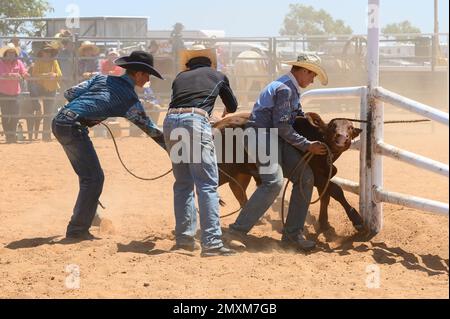 Das Bronco Branding ist ein zeitlich begrenztes Ereignis, bei dem ein Fänger ein Kalb in eine Rindermeute einwickelt und zu einem Branding-Posten führt, wo die Teammitglieder es sichern und markieren. Stockfoto