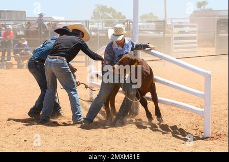 Das Bronco Branding ist ein zeitlich begrenztes Ereignis, bei dem ein Fänger ein Kalb in eine Rindermeute einwickelt und zu einem Branding-Posten führt, wo die Teammitglieder es sichern und markieren. Stockfoto