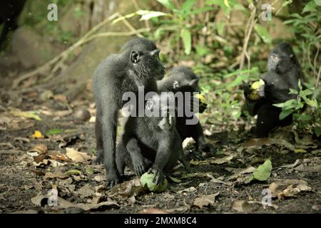 Eine junge Gruppe von Sulawesi-Schwarzkammmakaken (Macaca nigra) pflückt und genießt gefallene Früchte im Naturschutzgebiet Tangkoko, North Sulawesi, Indonesien. „Zahlreiche Primaten sind sehr fruchtig, und ihre relativ große Größe ermöglicht es ihnen, kleine und große Samen über große Entfernungen zu verteilen, was die Waldregeneration fördert“, so ein Team von Wissenschaftlern unter der Leitung von Alejandro Estrada (Institut für Biologie, Nationale Autonome Universität von Mexiko). Viele Primaten wurden als wichtige Bestäuber identifiziert oder vermutet, aufgrund ihrer opportunistischen, zerstörungsfreien Fütterung von Blumen und... Stockfoto