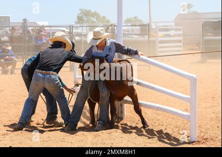 Das Bronco Branding ist ein zeitlich begrenztes Ereignis, bei dem ein Fänger ein Kalb in eine Rindermeute einwickelt und zu einem Branding-Posten führt, wo die Teammitglieder es sichern und markieren. Stockfoto