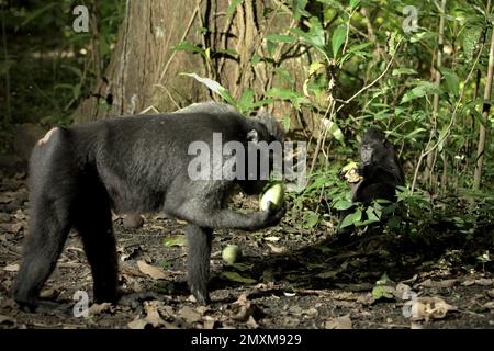 Ein junger Sulawesi-Schwarzkammmakaken (Macaca nigra) ernährt sich von Früchten, die vor dem Hintergrund eines erwachsenen Menschen fotografiert wurden, der im Naturreservat Tangkoko, North Sulawesi, Indonesien, eine weitere gefallene Frucht pflückt. „Zahlreiche Primaten sind sehr fruchtig, und ihre relativ große Größe ermöglicht es ihnen, kleine und große Samen über große Entfernungen zu verteilen, was die Waldregeneration fördert“, so ein Team von Wissenschaftlern unter der Leitung von Alejandro Estrada (Institut für Biologie, Nationale Autonome Universität von Mexiko). Viele Primaten wurden als wichtige Bestäuber identifiziert oder vermutet. Stockfoto