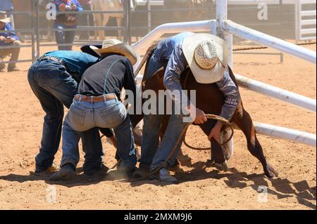 Das Bronco Branding ist ein zeitlich begrenztes Ereignis, bei dem ein Fänger ein Kalb in eine Rindermeute einwickelt und zu einem Branding-Posten führt, wo die Teammitglieder es sichern und markieren. Stockfoto