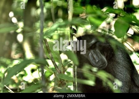 Im Naturschutzgebiet Tangkoko, Nord-Sulawesi, Indonesien, wird eine Sulawesi-Schwarzkammmakake (Macaca nigra) durch Baumblätter fotografiert. Die Auswirkungen des Klimawandels auf die endemischen Arten sind auf verändertes Verhalten und Nahrungsverfügbarkeit zu sehen, die ihre Überlebensrate beeinflussen. „Wie die Menschen überhitzen sich Primaten und werden durch anhaltende körperliche Aktivität bei extrem heißem Wetter dehydriert“, so ein Wissenschaftler, Brogan M. Stewart, in seinem Bericht, der 2021 über das Gespräch veröffentlicht wurde. „In einer wärmeren Zukunft müssten sie sich anpassen, sich ausruhen und in den heißesten Zeiten der im Schatten bleiben Stockfoto