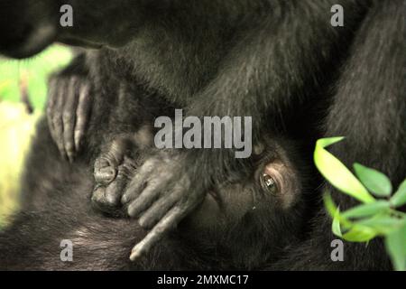 Eine Sulawesi-Schwarzkammmakake (Macaca nigra) wird von einer erwachsenen weiblichen Person während sozialer Aktivitäten auf dem Waldboden im Naturschutzgebiet Tangkoko, North Sulawesi, Indonesien, gepflegt. Die Auswirkungen des Klimawandels auf die endemischen Arten sind auf verändertes Verhalten und Nahrungsverfügbarkeit zu sehen, die ihre Überlebensrate beeinflussen. „Wie die Menschen überhitzen sich Primaten und werden durch anhaltende körperliche Aktivität bei extrem heißem Wetter dehydriert“, so ein Wissenschaftler, Brogan M. Stewart, in seinem Bericht, der 2021 über das Gespräch veröffentlicht wurde. In einer wärmeren Zukunft müssten sie sich anpassen, sich ausruhen... Stockfoto