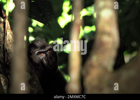 Im Naturschutzgebiet Tangkoko, Nord-Sulawesi, Indonesien, wird eine Sulawesi-Schwarzkammmakake (Macaca nigra) durch Vegetation fotografiert. Derzeit sind bis zu 68 % der Primaten weltweit vom Aussterben bedroht, während 93 % eine rückläufige Population aufweisen, laut einem jüngsten Bericht eines Wissenschaftlerteams unter der Leitung von Alejandro Estrada (Institut für Biologie, Nationale Autonome Universität von Mexiko). "Die größten Bedrohungen für Primaten weltweit", schrieben sie in einem von ScieneAdvances veröffentlichten Papier, sind "von nicht nachhaltiger nicht-indigener Jagd, Entwaldung und industrieller Landwirtschaft zusätzlich. Stockfoto