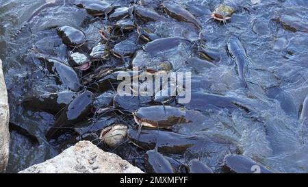 Schwarzer Süßwasserkatzen. Eine Gruppe Welse, die im Sumpf auf Brot warten. Stockfoto