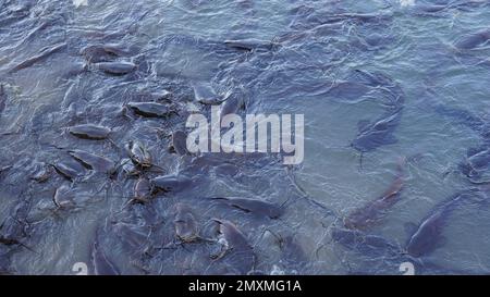 Schwarzer Süßwasserkatzen. Eine Gruppe Welse, die im Sumpf auf Brot warten. Stockfoto