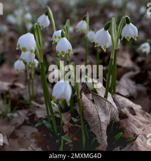 Leucojum vernum, die Frühlingsschneeflocke, eine Blumenpflanzenart der Familie Amaryllidaceae. Stockfoto