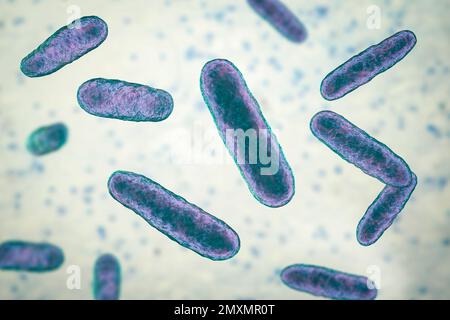 Eikenella-Bakterien, Illustration Stockfoto