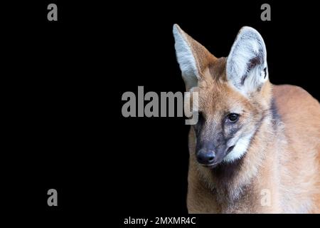 Mähnenwolf auf schwarzem Hintergrund - Porträt Stockfoto