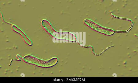 Vibrio-Mimicus-Bakterien, Illustration Stockfoto
