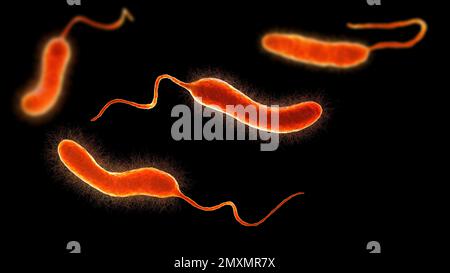 Vibrio-Mimicus-Bakterien, Illustration Stockfoto
