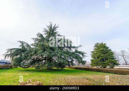 Blick auf einen großen Baum im Monza Park, an einem klaren Wintertag. Monza, Lombardei, Norditalien Stockfoto