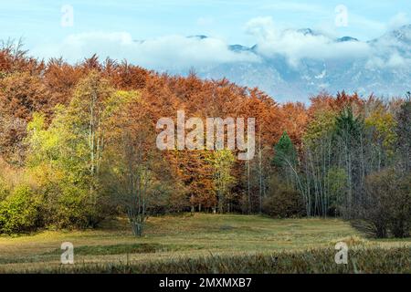 Berglandschaft im Herbst mit warmen Farben und herabfallenden Blättern. Stockfoto