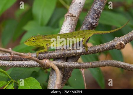 Perinet Chameleon - Calumma Gastrotaenia, kleines wunderschönes Chamäleon aus Madagaskar Wäldern und Wäldern. Stockfoto