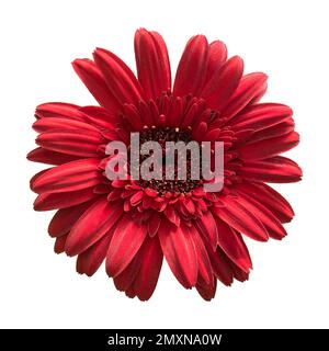 gerbera Flower - Gerbera Daisy isoliert auf weißem Hintergrund. Stockfoto