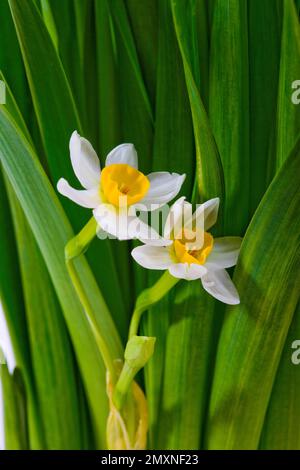 Blumen Stockfoto