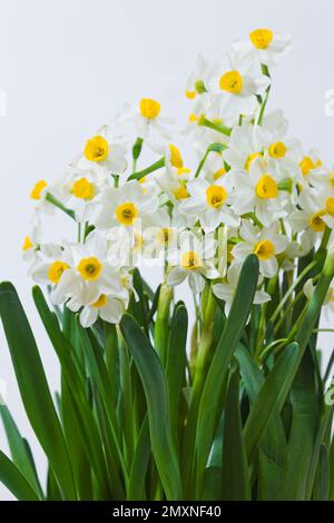 Blumen Stockfoto