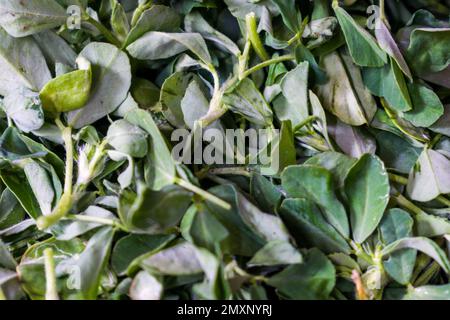 Ein Texturhintergrund von oben mit frischen grünen Bockshornkleesblättern Stockfoto