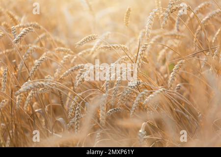 Weizenfeld an einem Sommertag. Nahaufnahme reifer Weizenohren. Erntezeit. Erntegutfeld Stockfoto