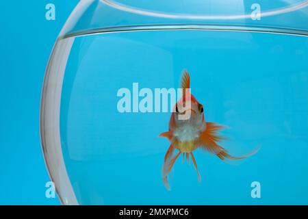 Wunderschöner Goldfisch im Aquarium auf blauem Hintergrund, Nahaufnahme Stockfoto