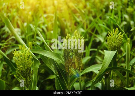 Sonnenbeleuchtetes Maisfeld, Nahaufnahme. Ökologischer Landbau Stockfoto