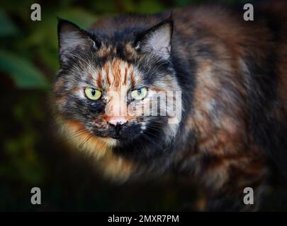 Porträt von Tortoiseshell Cat im Naturhintergrund Stockfoto