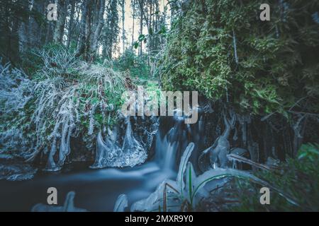 Ein kleiner Wasserfall im Wald, umgeben von eisbedeckten Pflanzen. Stockfoto