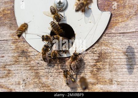 Viele Bienen kehren zum Bienenstock zurück und betreten den Bienenstock mit gesammeltem Blumennektar und Blütenpollen. Bienenschwarm, der Nektar von den Blumen sammelt. Stockfoto