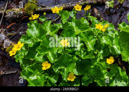 Die gelben Blumen von Marsh Marigold Caltha palustris vor der Kulisse des Sumpfteichs. Marigold Caltha, die bei Homeopa benutzt wurde Stockfoto