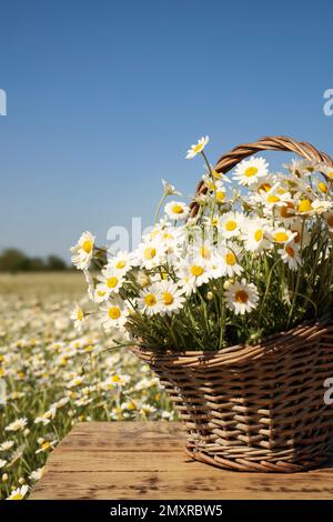 Korb mit wunderschönen Kamillen auf Holztisch im Feld Stockfoto
